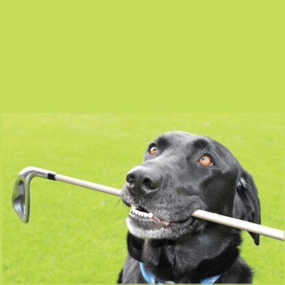 Dog Days of Summer | 9 & Dine